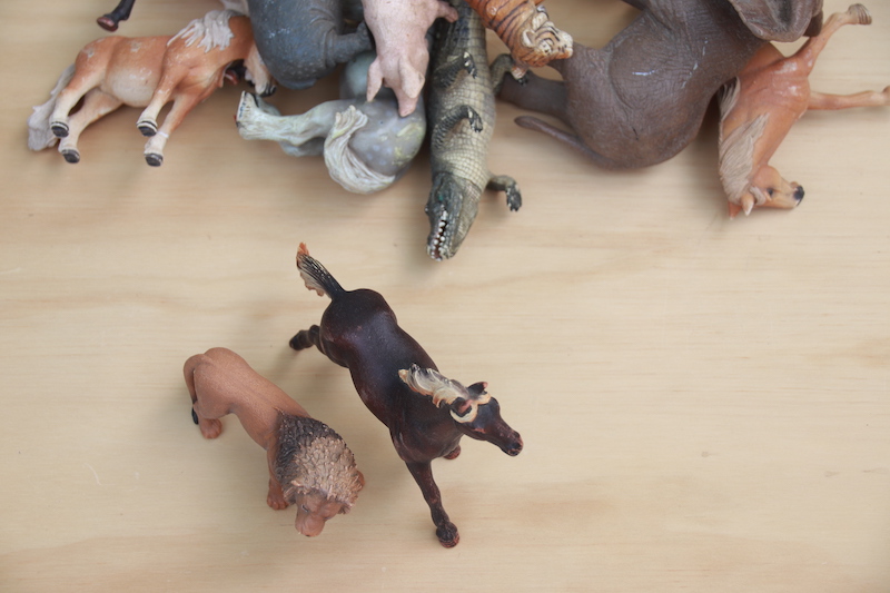contar animales