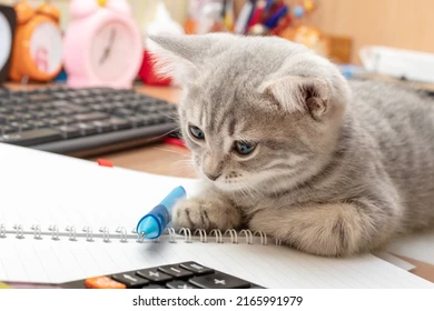 gatito